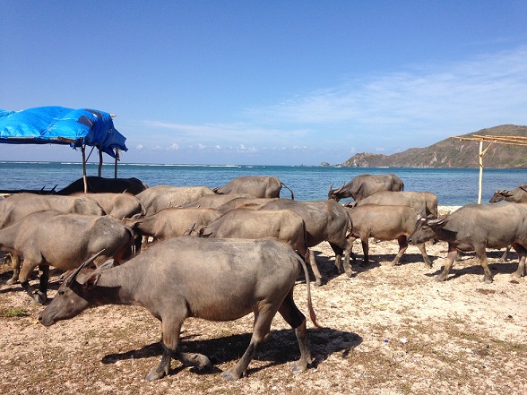 Food sovereignty and peasant activism