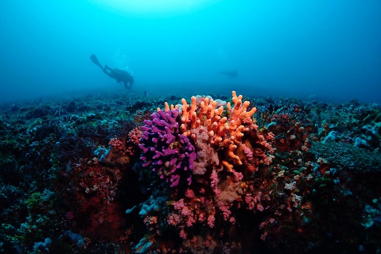 Coral reef conservation and the communities leading the way